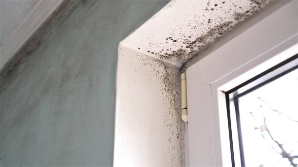 Best Emergency Mold Remediation in Twisp, WA