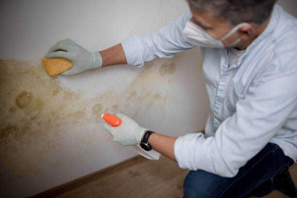 Best Insurance-Related Mold Remediation in Twisp, WA