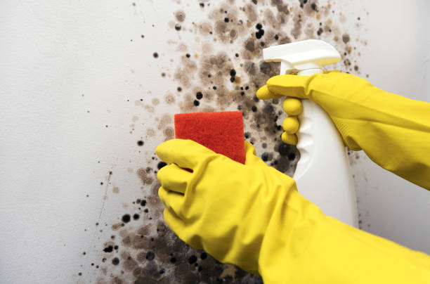 Trusted Twisp, WA Mold Remediation Experts