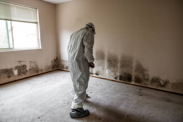 Best Basement Mold Remediation in Twisp, WA